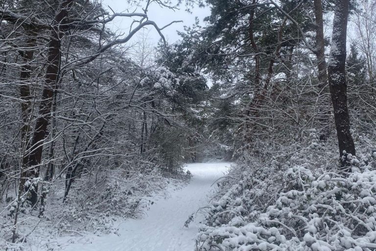 Januari in Boshuisje June: sneeuw in de Belgische bossen